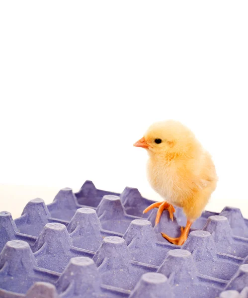 Gele baby kip staande op blauwe ei karton — Stockfoto