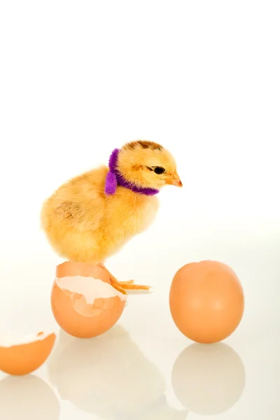 Wielkanocny kurczak dziecko klejonym do strony — Zdjęcie stockowe