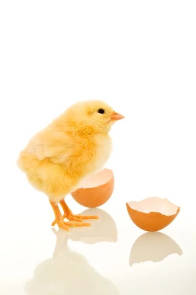 Pasen baby chick net uit het ei — Stockfoto