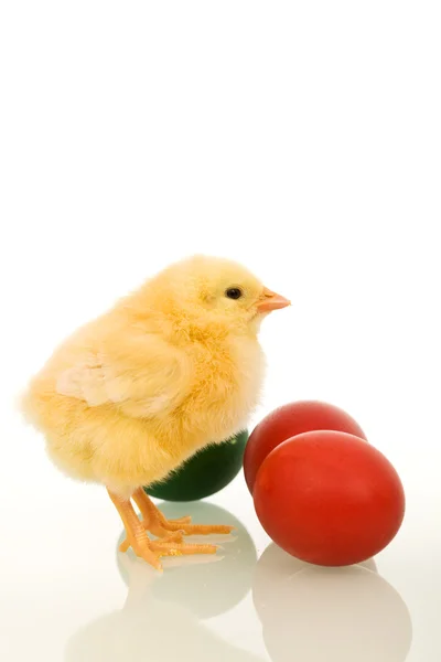 イースター赤ん坊チキンのカラフルな卵 — ストック写真