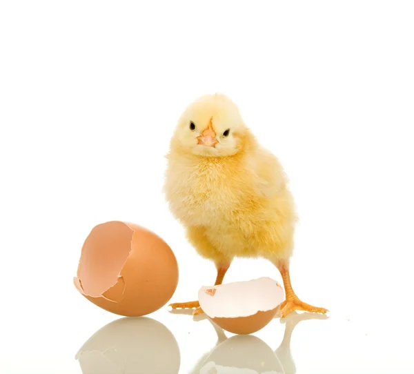 Pollito con cáscara de huevo — Foto de Stock