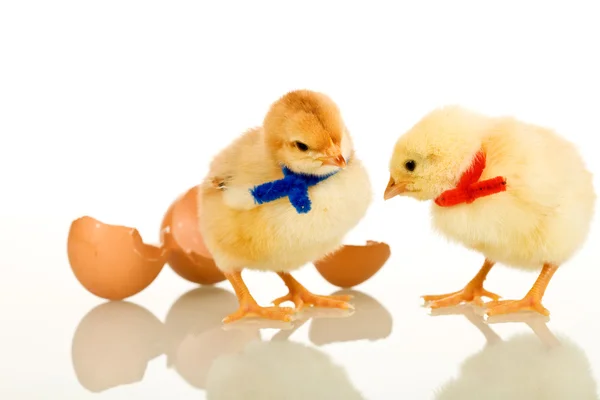 Easter party baby chickens - isolated with reflection — Stock Photo, Image