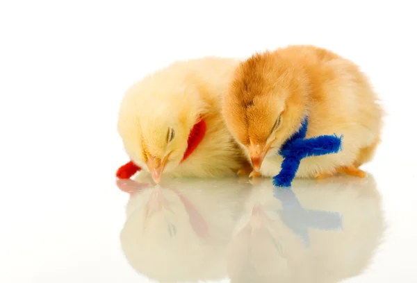 Polli dormienti - isolati con riflesso — Foto Stock