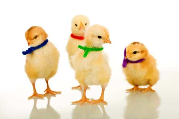 Wielkanoc strony gangu - małe kurczaki na białym tle z odbiciem — Zdjęcie stockowe