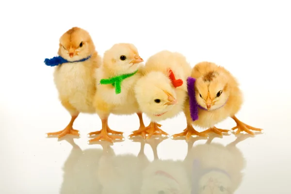 Party chicks - isolerad med eftertanke — Stockfoto