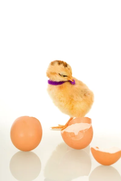 Маленькая пушистая курица с фиолетовым шарфом и яичной скорлупой — стоковое фото