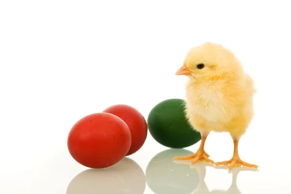 Weinig pluizig Oost-kip met geverfde eieren — Stockfoto