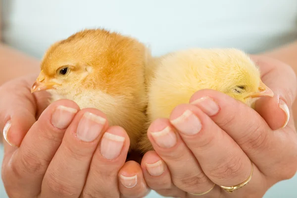 Sleepy baby chickens in woman hands — Stock Photo, Image