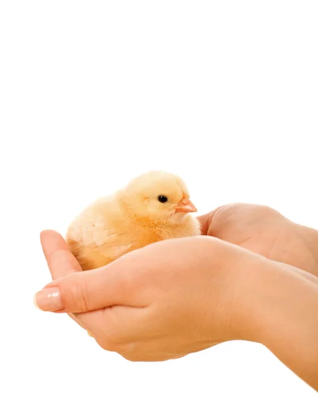 Pequeno frango fofo mantido em mãos de mulher — Fotografia de Stock