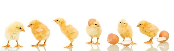 Un montón de pollo bebé — Foto de Stock