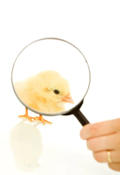 Focus on the easter chicken - isolated — Stock Photo, Image