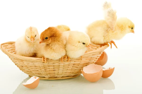 Kleine Hühner in einem Korb — Stockfoto