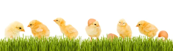 Spousta baby kuře a čerstvé zelené trávy — Stock fotografie