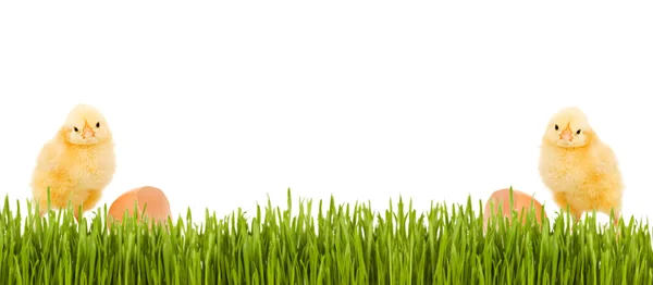 Baby chicken and grass spring banner — Stock Photo, Image