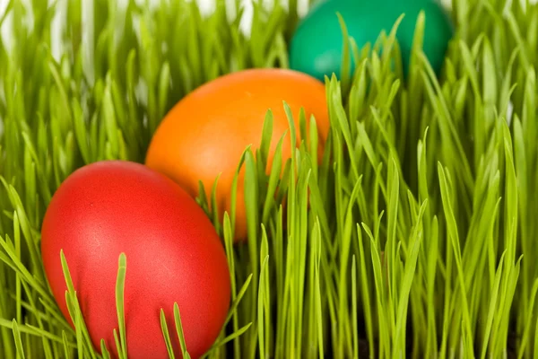 신선한 풀밭에서 다채로운 부활절 달걀 — 스톡 사진