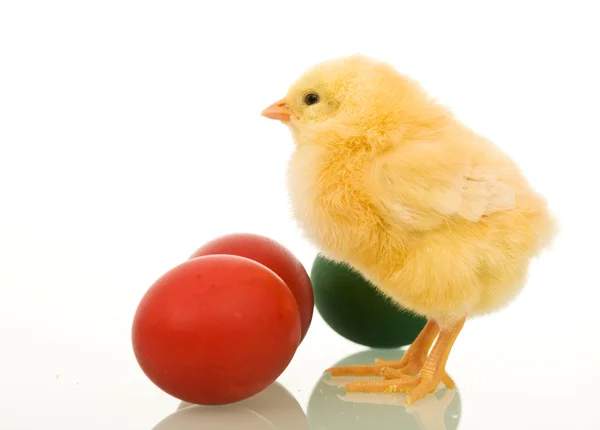 Маленькая пасхальная курица с крашеными яйцами — стоковое фото
