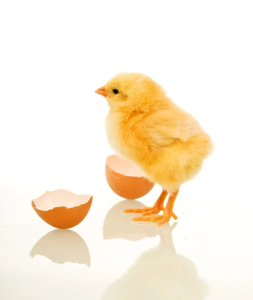 Våren kyckling med äggskal — Stockfoto