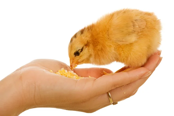 Baby chicken in woman hand eating — Stock Photo, Image