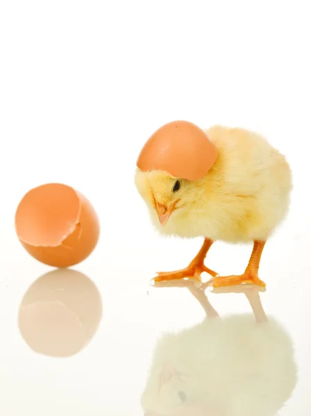 Kleine baby kip met ei shell — Stockfoto