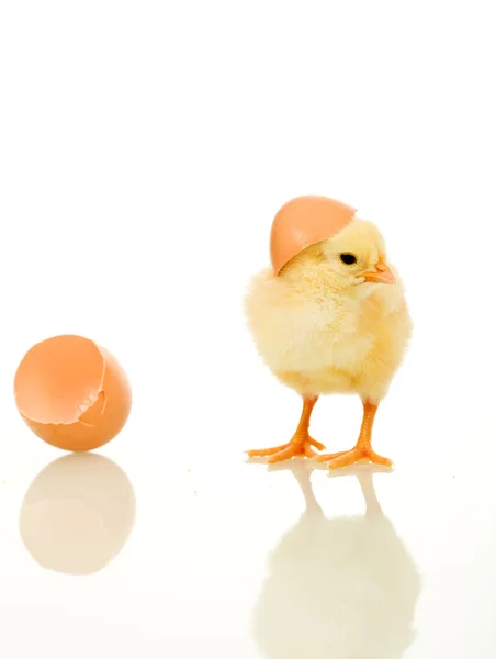 Kleine pluizig gele kip geïsoleerd — Stockfoto