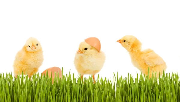 Três galinha bebê na grama — Fotografia de Stock