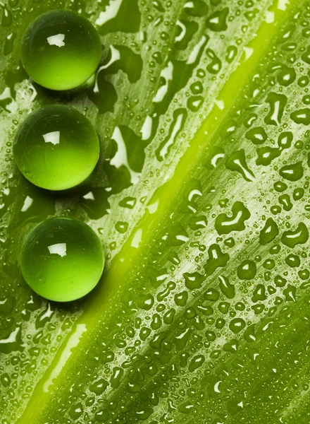 Perlas verdes sobre hoja mojada — Foto de Stock