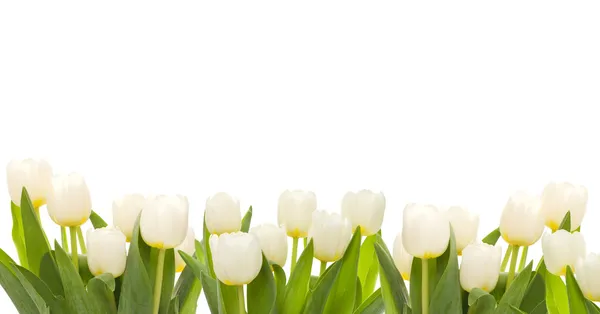 Bela bandeira tulipas brancas frescas — Fotografia de Stock