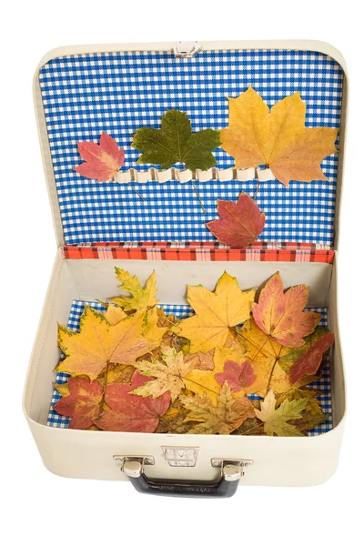 Valiză vintage cu frunze de toamnă — Fotografie, imagine de stoc
