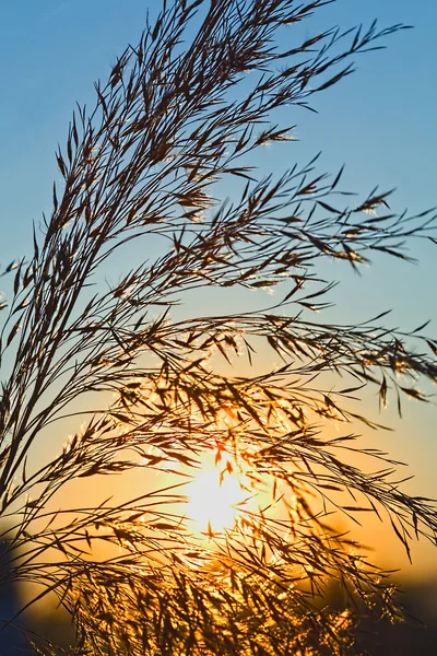Sunrise in spring or summer — Stock Photo, Image