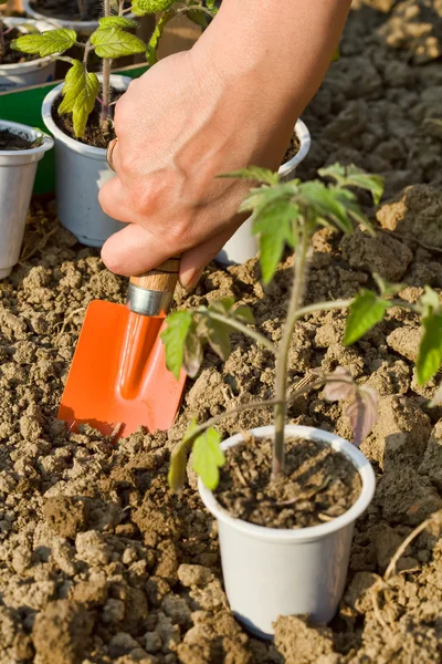 Växande mat - plantering plantor — Stockfoto