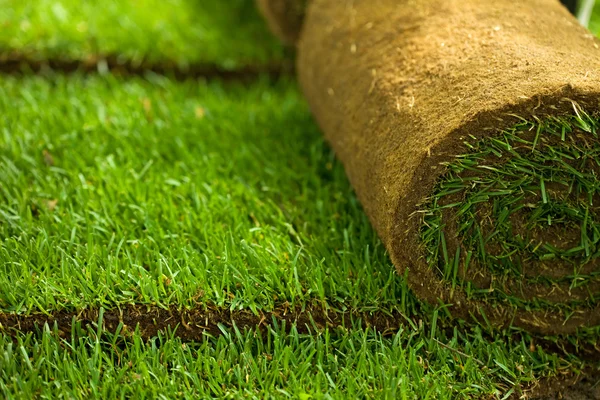 Turf grass rolls closeup — Stock Photo, Image