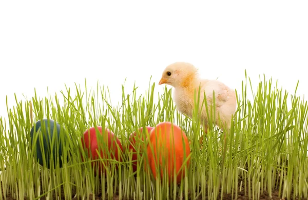 Маленькая пасхальная цыпочка с разноцветными яйцами в траве — стоковое фото