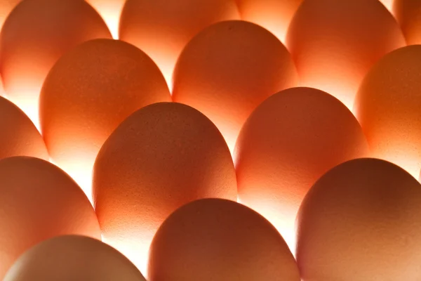 Ägg - underlit — Stockfoto
