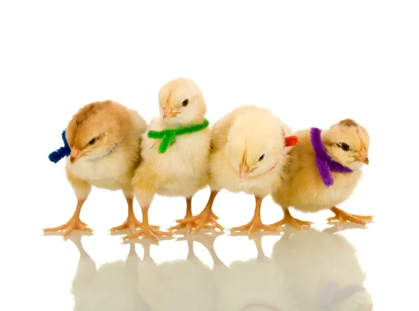 Small fluffy chickens with colorful scarves - isolated — Stock Photo, Image