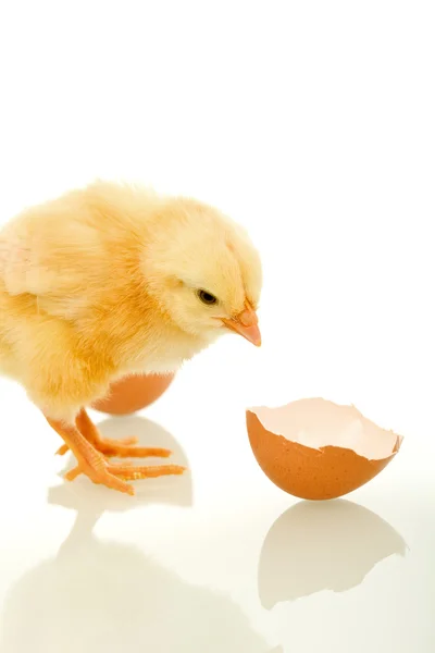 Małe puszyste kurczaka z powłoki złamane jaj - na białym tle — Zdjęcie stockowe