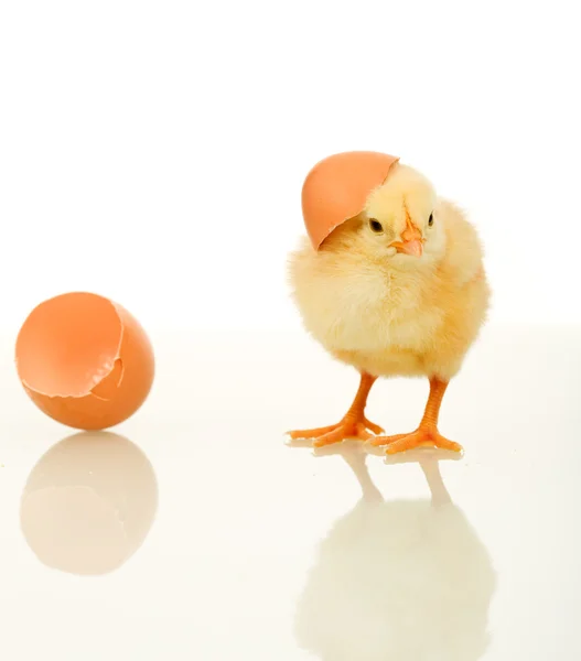 Pequeña gallina esponjosa de primavera con cáscara de huevo - aislada —  Fotos de Stock