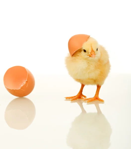 Frango de primavera fofo pequeno com casca de ovo - isolado — Fotografia de Stock