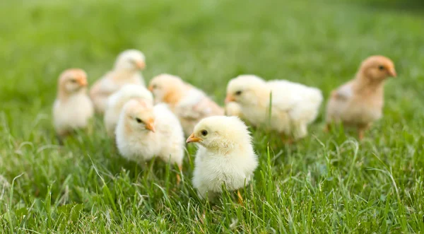 Små fluffiga kycklingar i gräset — Stockfoto