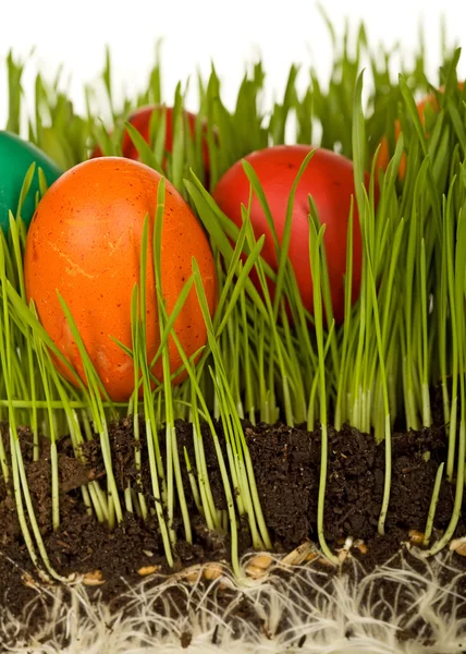La ciencia de los huevos de Pascua en la hierba — Foto de Stock