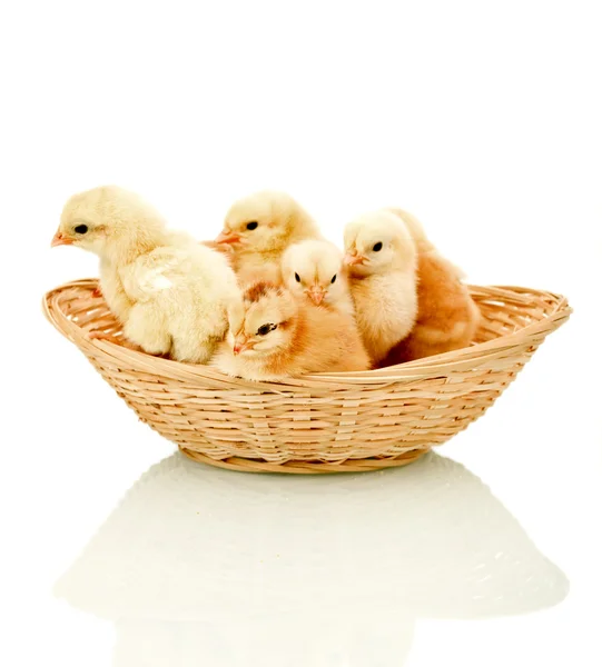 Alert fluffy chickens in a basket — Stock Photo, Image