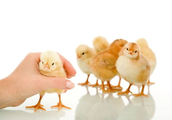 Gotcha - la mano de las mujeres la captura de pollo pequeño esponjoso —  Fotos de Stock
