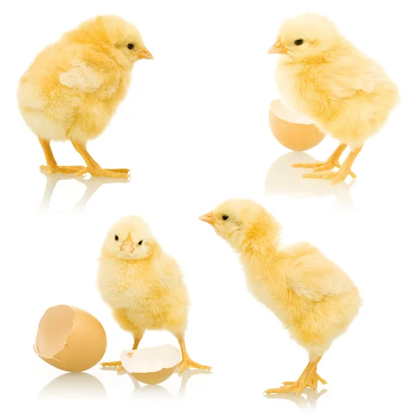 Weinig pluizig kippen — Stockfoto