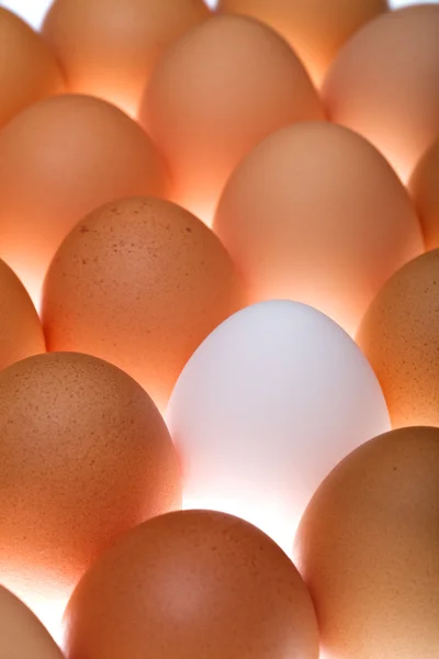 Біле яйце між коричневими — стокове фото
