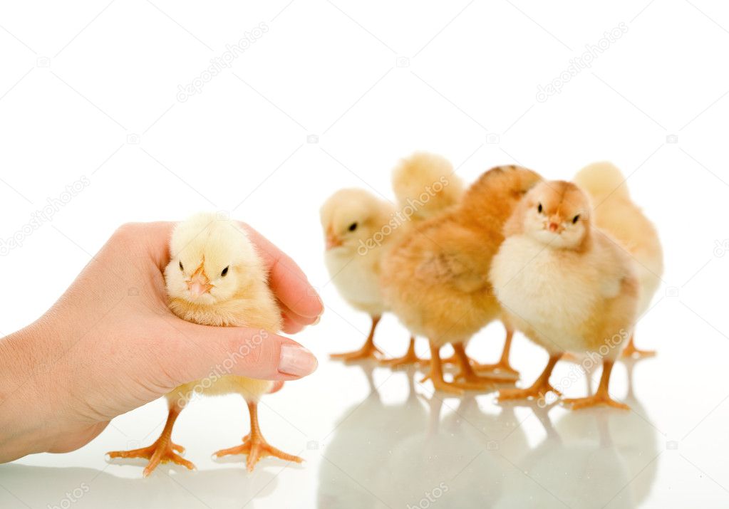 Gotcha - womans hand catching small fluffy chicken