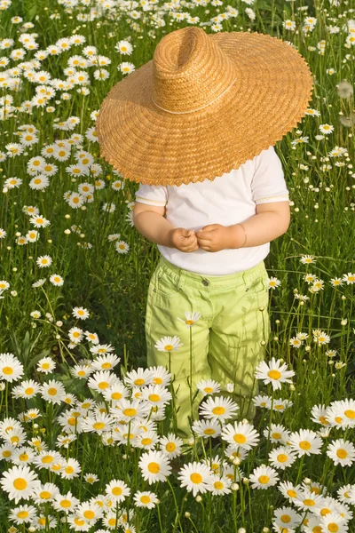 Alone among daisies — Stock Photo, Image