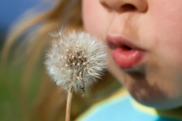 stock image Blowing dandelion seeds