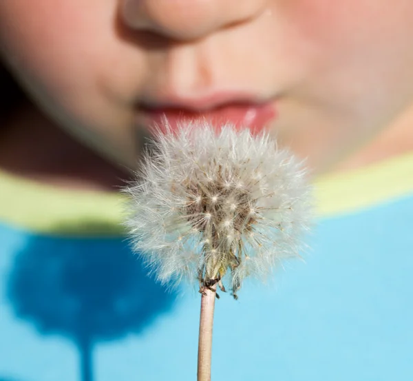 Kid blowing dandelion seeds - closeup — Stock Photo, Image