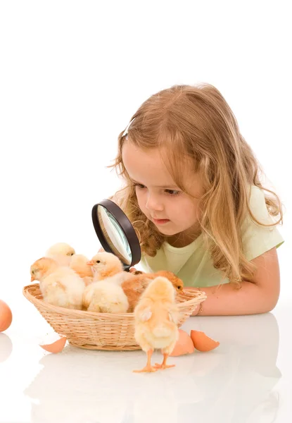 Niña con lente grande estudiando pollitos — Foto de Stock