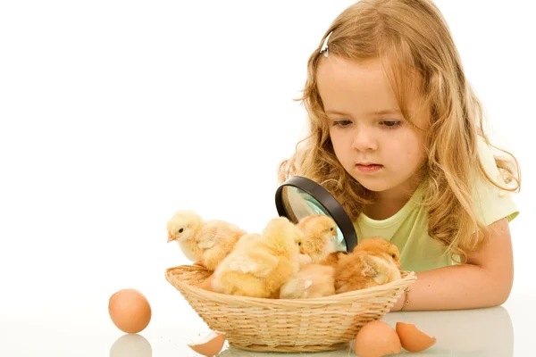 Bambina che studia i suoi polli neonati pasquali — Foto Stock