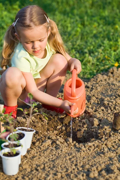 Liten flicka plantering tomat plantor — Stockfoto